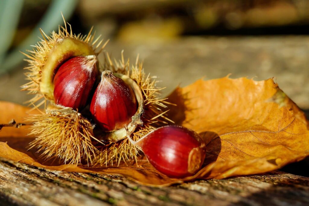 Castagne a Montefiore Conca